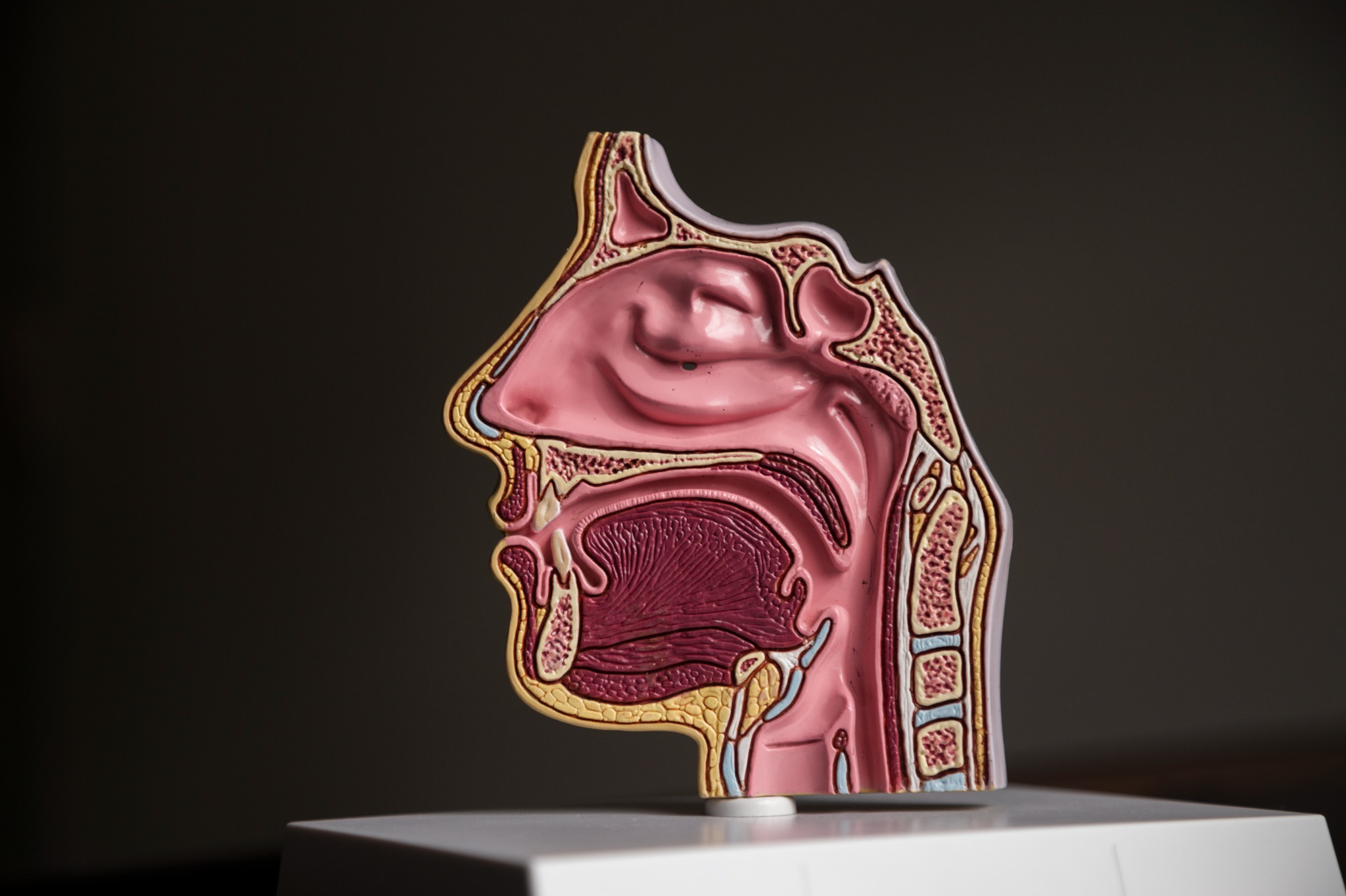 Rhinology